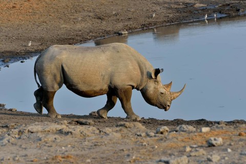 Hook-lipped rhinoceros or Black rhinoceros (Diceros bicornis) at waterhole Chudop, Etosha National