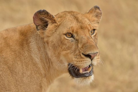 Lioness (Panthera leo), portrait, Massai Mara, Rift Valley Province, Kenya, Africa