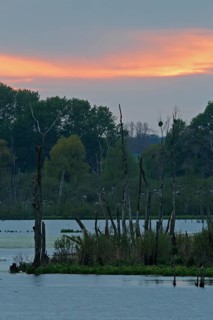 Sunset over the Große Rosin nature reserve on the Peene, rewetted polder, breeding colony of the