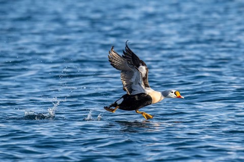 King eider (Somateria spectabilis), male in flight, winter, Batsfjord, Båtsfjord, Varanger