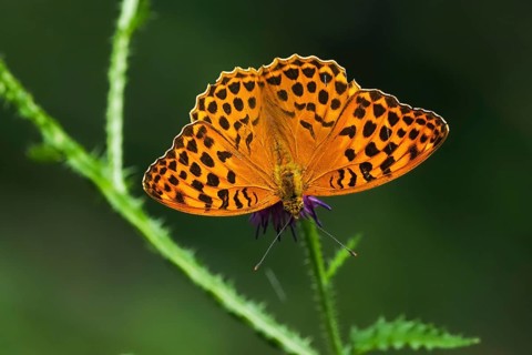 Silver-washed fritillary (Argynnis paphia), male, on flower of creeping thistle (Cirsium arvense),
