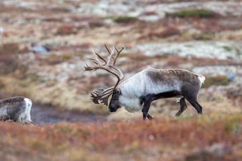 Wild mountain reindeer (Rangifer tarandus tarandus), bull in autumn tundra, Forollhogna National