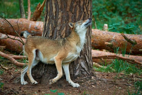 European gray wolf (Canis lupus), scratching on tree in forest, Germany, Europe