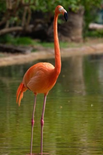 American flamingo (Phoenicopterus ruber) pink bird in pond
