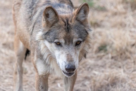 Mongolian wolf (Canis lupus chanco) in Gevaudan Park. Marvejols, Cevennes, France, Europe
