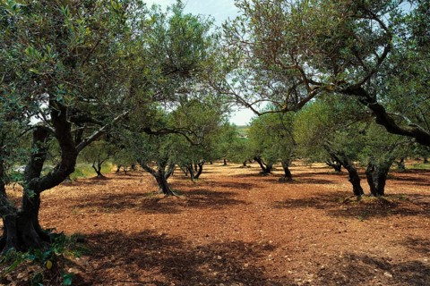 Olive trees (Olea europaea) grove in Crete, Greece for olive oil production. Horizontal camera pan