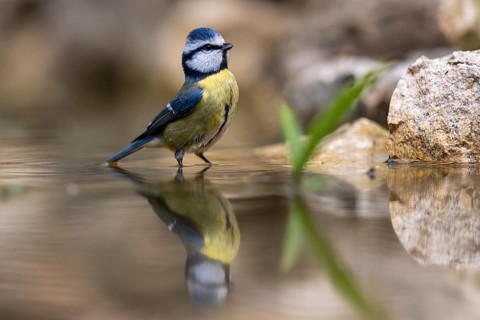 Blue tit (Cyanistes caeruleus), wildlife, bathing in a watering trough, Germany, Europe
