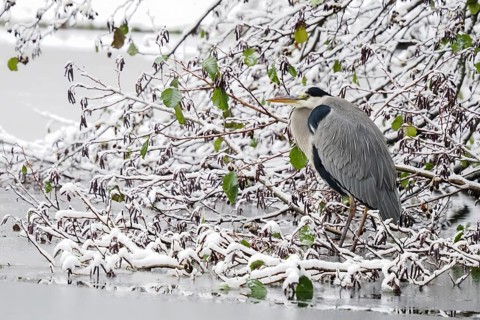 Grey heron (Ardea cinerea) standing on a snow-covered branch, last autumnal leaves, Hesse, Germany,