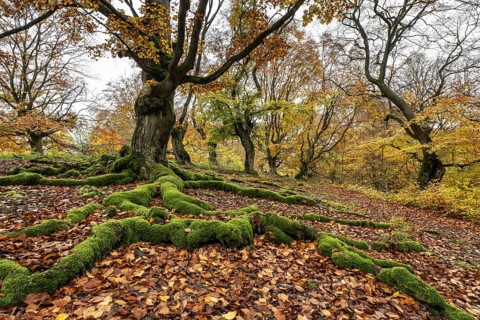 Old copper beech (Fagus sylvatica), Hutebuche, Hutewald Halloh, Hesse, Germany, Europe
