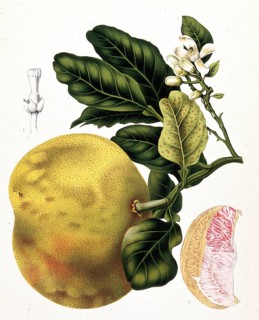 Grapefruit, chinese grapefruit (Citrus maxima), also Citrus grandis, is an evergreen tree that
