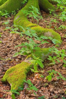 Tree root of a beech (Fagus) Deister, Calenberger Bergland, Schaumburg, Hameln-Pyrmont, Hannover