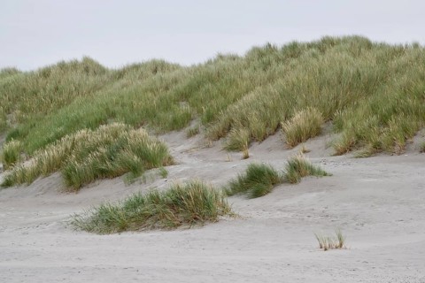 Dune landscape, Terschelling, Netherlands