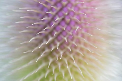 Wild teasel (Dipsacus fullonum), inflorescence in front of flowering, close-up, North
