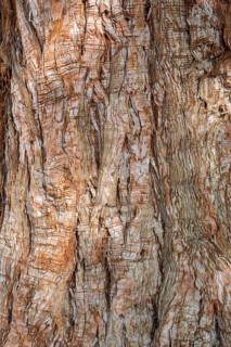 Bark of a redwood (Sequoiadendron giganteum) tree Full-size, Switzerland, Europe