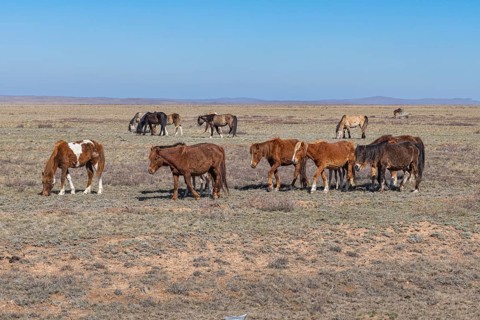 Huge horse herds in eastern Kazakhstan