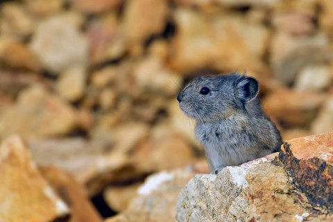 Pika (Ochotona) standing among boulders and on large rocks, Denali National Park, Alaska, USA,
