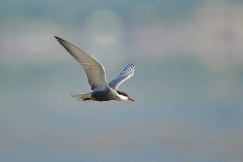 Whiskered tern (Chlidonias hybrida) flying in the sky, hunting, ebro delta, Catalonia, Spain,