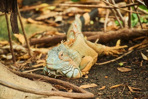 Green iguana (Iguana iguana), portrait, Bavaria, Germany, Europe
