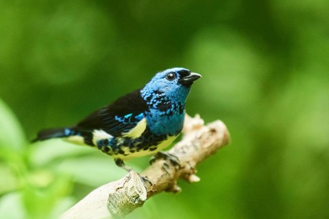 Turquoise tanager (Tangara mexicana) sitting on a branch, Bavaria, Germany, Europe
