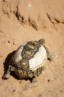 Leopard tortoise (Stigmochelys pardalis) with pigment disorder on its shell. Kalahari, South