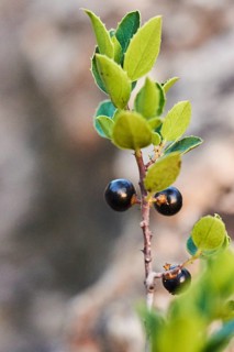 Mediterranean buckthorn (Rhamnus alaternus) growing at Mount "La Talaia del Montmell" at evening,
