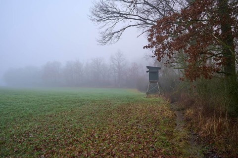 Edge of the forest with meadow and hunting blind on a foggy morning, Kreuzwertheim, Spessart,