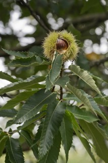 Sweet chestnut (Castanea sativa), Lower Saxony, Germany, Europe