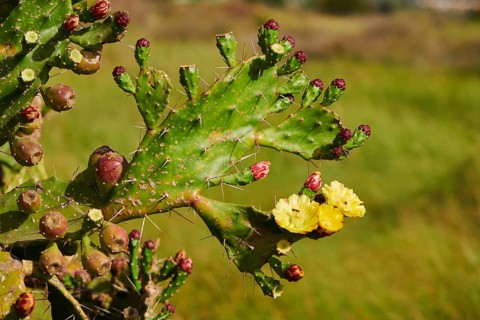 Indian fig opuntia (Opuntia ficus-indica) blossoms and fruits, ebro delta, Catalonia, Spain, Europe