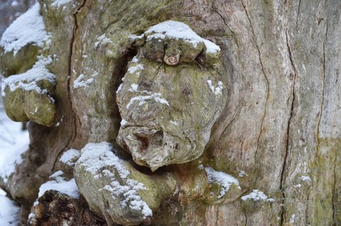 Tree face in an old beech in winter, Sababurg primeval forest, Reinhardswald, Hesse, Germany,