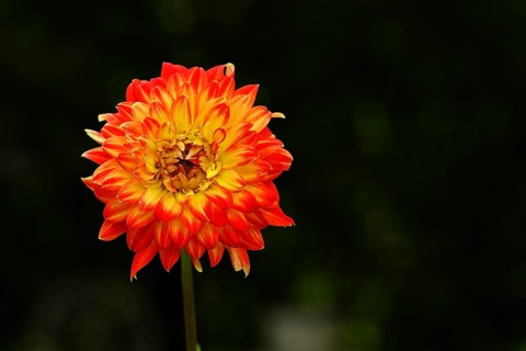 Jewel dahlia (Dahlia hybrida) flowering in a garden, North Rhine-Westphalia, Germany, Europe