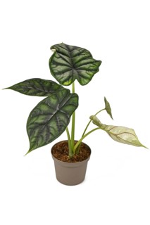 Topical 'Alocasia Baginda Dragon Scale' houseplant in flower pot isolated on white background