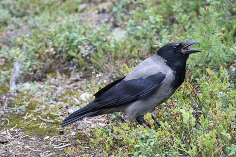 Hooded Crow (Corvus cornix) Foraging in the tundra, Northern Norway, Scandinavia