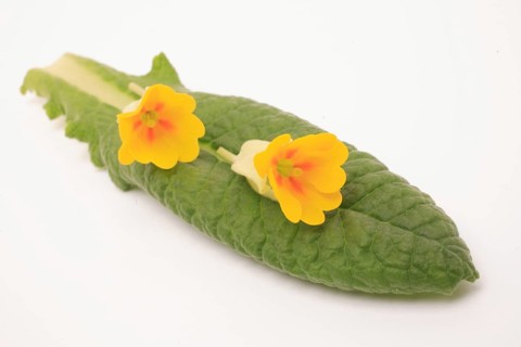 Common cowslip (Primula veris), is a species of plant from the genus Primula, medicinal plant,