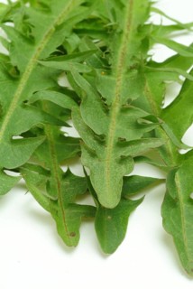 Common dandelion (Taraxacum) Ruderalia, Taraxacum officinale, medicinal plant, the most important
