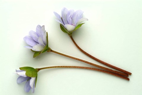 Liverwort (Hepatica triloba) (Hepatica nobilis) (Anemone hepatica), synonyma, common liverwort,