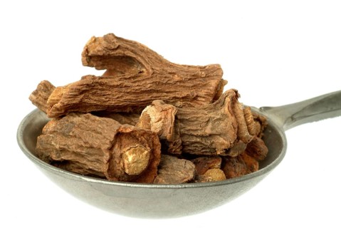 Indian galangal, Alpinia calcarata, Brachychilum horsfeldi, is a rhizomatic perennial herb commonly