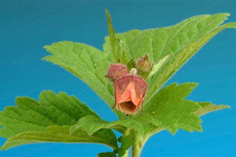 Water avens (Geum rivale), medicinal plant, medicinal use