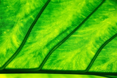 Leaf of the giant taro (Alocasia macrorrhizos), backlit close-up, Madeira, Portugal, Europe