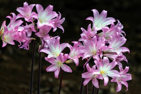 Belladonna lily (Amaryllis belladonna), Madeira, Portugal, Europe