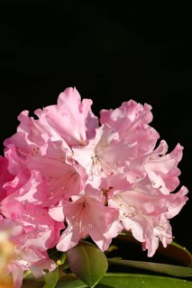 Rhododendron flowers (Rhododendron Homer), pink flowers in a garden, Wilden, North