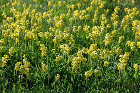 Meadow common cowslip (Primula veris) or cowslip, flowering, Thuringia, Germany, Europe