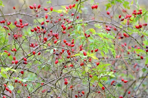Branches with red rose hips, fruit stands, Moselle, Rhineland-Palatinate, Germany, Europe