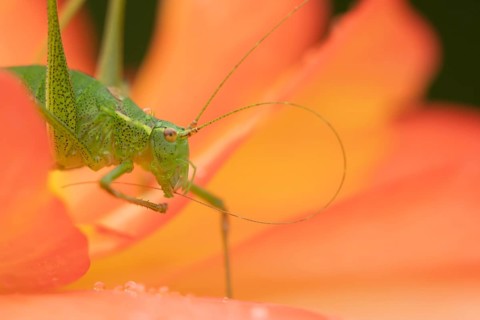 Speckled bush cricket (Leptophyes punctatissima) adult on a garden Begonia flower, Suffolk,