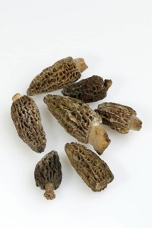 Black morel (Morchella conica)
