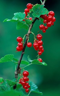 Red currants (Ribes rubrum)