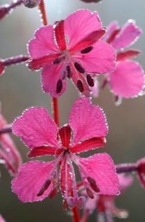 Narrow-leaved (forest) willowherb (Epilobium angustifolium), Lower Saxony, Germany, Europe