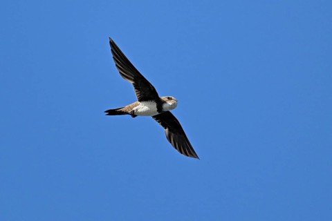Alpine swift (Apus melba), adult, in flight, Switzerland, Europe