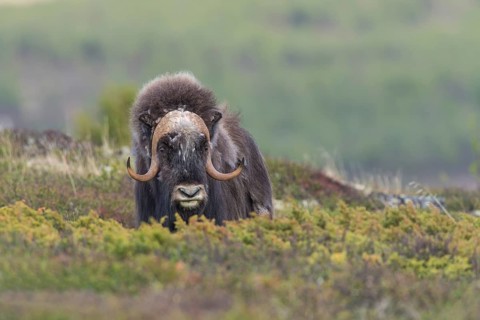 Musk ox (Ovibos moschatus) in fjeld, Tundra, Dovrefjell National Park, Norway, Europe