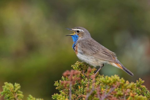Red-spotted bluethroat (Luscinia svecica svecica) sings, Dovrefjell Sunndalsfjella National Park,