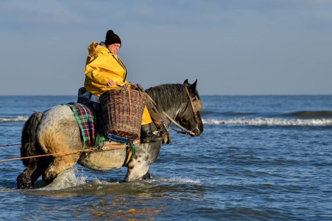 Horse fishermen catching Brown shrimp (Crangon crangon), Koksijde, North Sea coast, province of
